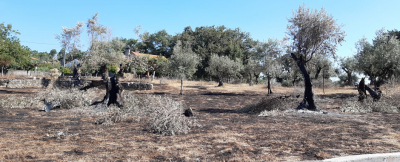 Região Norte: mais de 1200 agricultores beneficiados com 4 milhões de Euros no subsídio excecional à agricultura