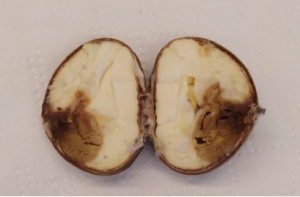 Podrid&atilde;o castanha &ndash; Fungo Gnomoniopsis sp