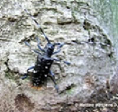 Anoplophora chinensis