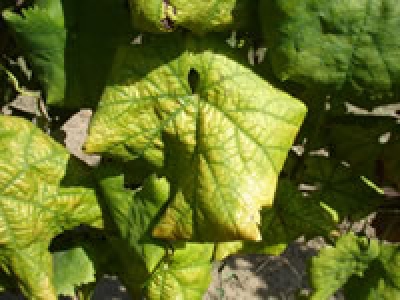 Flavesc&ecirc;ncia Dourada