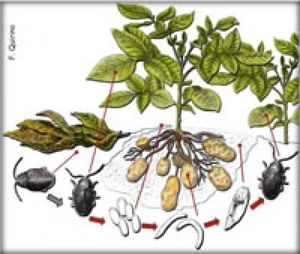 Epitrix da Batateira