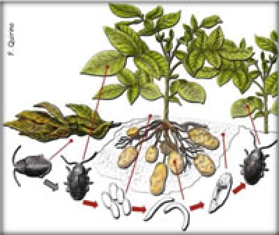 Epitrix da Batateira