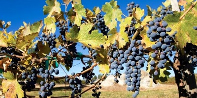 Estragos nas Vinhas provocadas por trovoadas