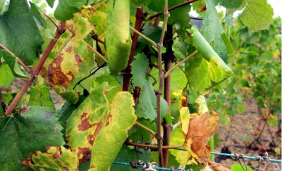 Flavescência dourada da videira
